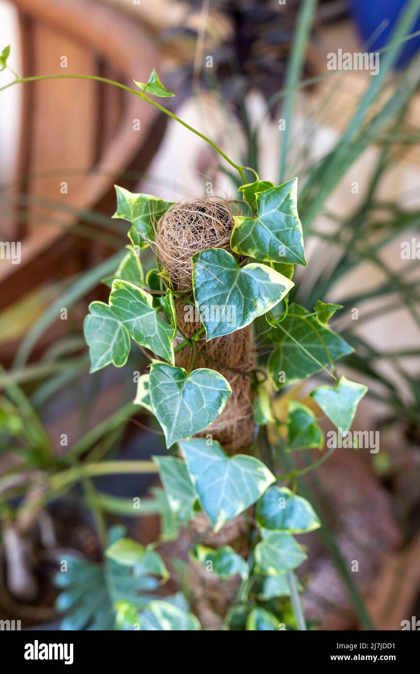 English Ivy in pianta in un giardino con fuoco selettivo Foto stock - Alamy