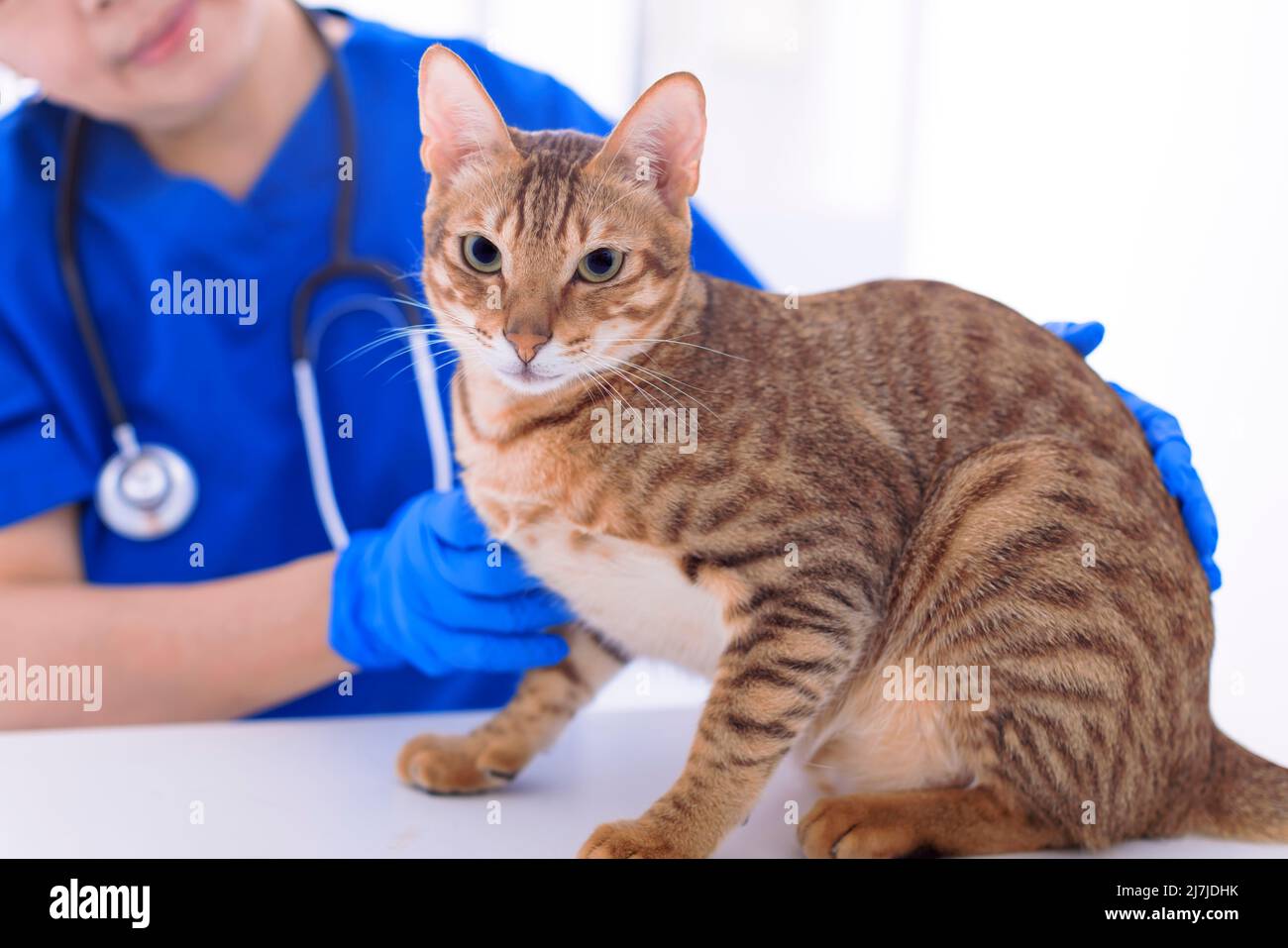Veterinario esame cute gatto in clinica Foto Stock