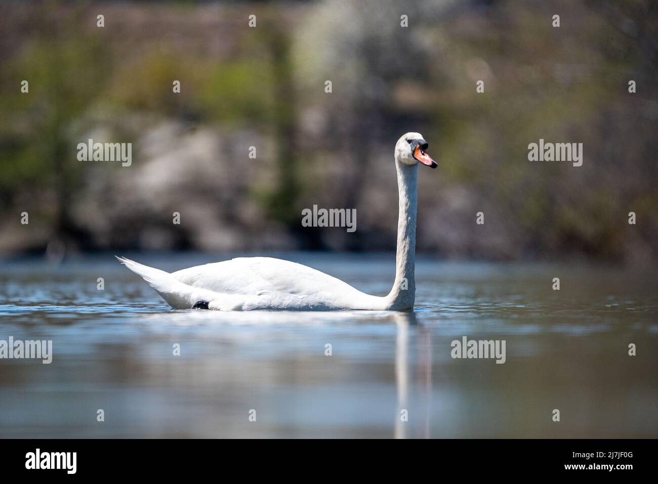 Swan nel fiume Mystic Foto Stock