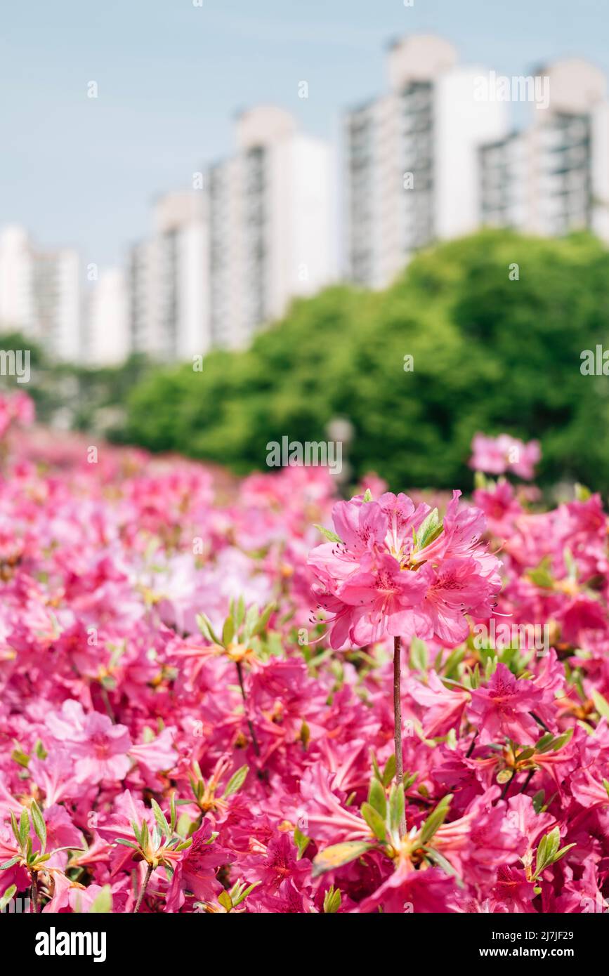 Royal Azaleas Hill Park flower festival a Gunpo, Corea Foto Stock