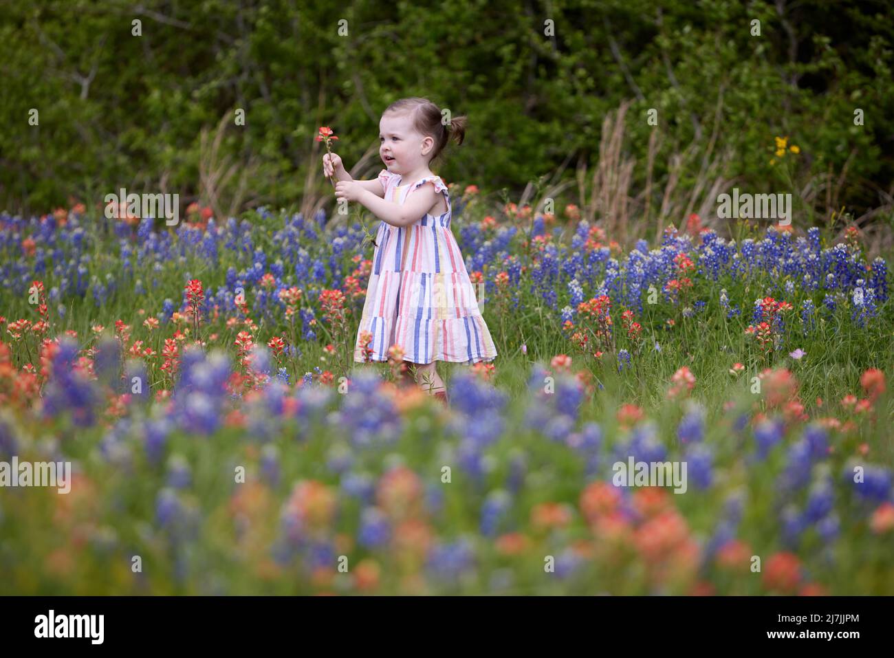 Una bella bambina si erge in un campo di fiori rossi e arancioni in Texas e tiene felicemente una fioritura per tutti da vedere. Foto Stock