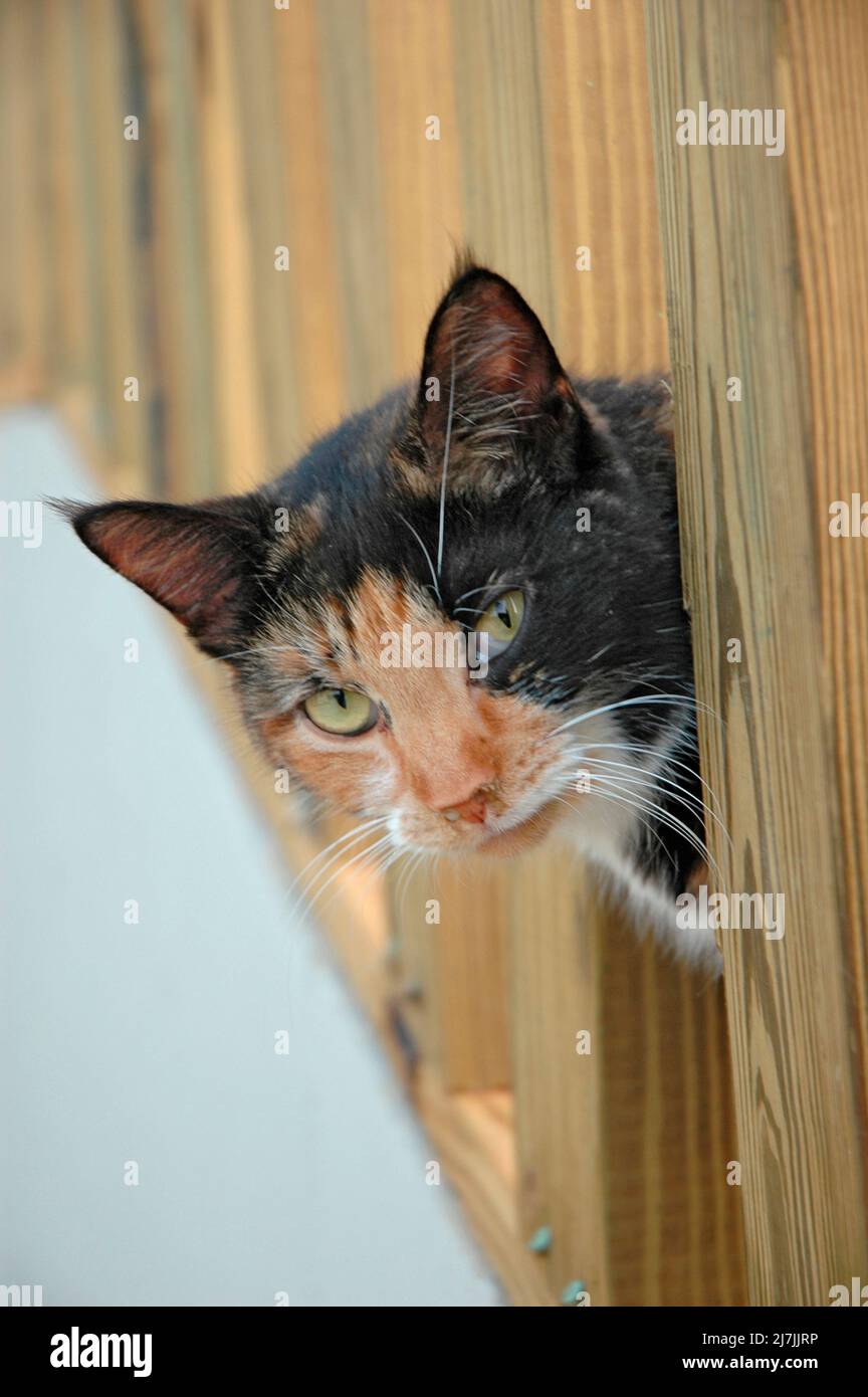 Parassita gatto Calico guardando fuori di dietro recinzione Foto Stock