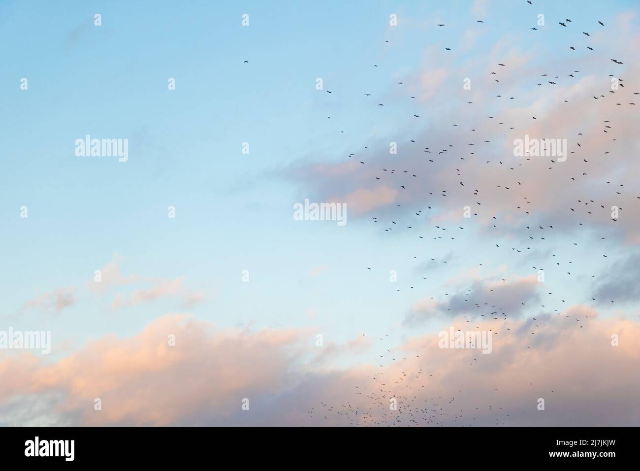 Numero di priorità in legno 19 su una linguetta della plancia Foto Stock