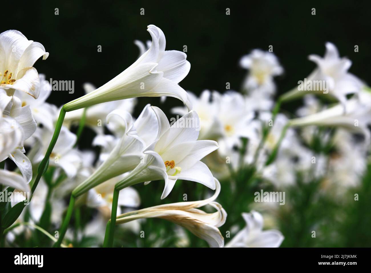 Fiore Giglio Longflower (Giglio di Pasqua, Giglio Trumpet Bianco) fiori con sfondo nero, primo piano di fiori di giglio bianco che fioriscono nel giardino Foto Stock