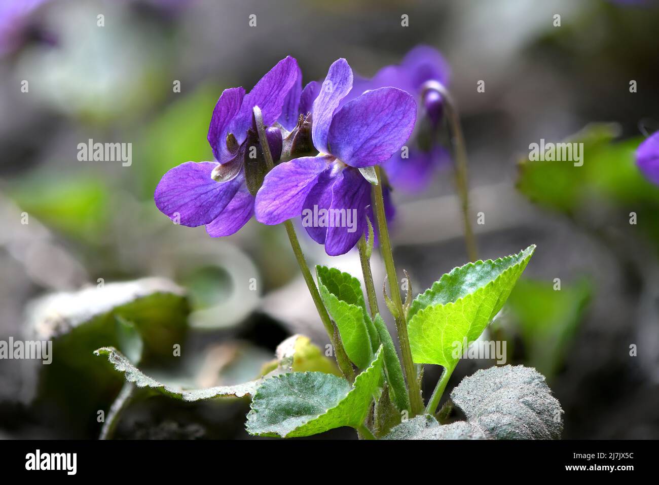 Viola riviniana, Violet cane comune, Violaceae. Vista laterale. Foto ad alta risoluzione. Messa a fuoco selettiva. Profondità di campo poco profonda. Foto Stock
