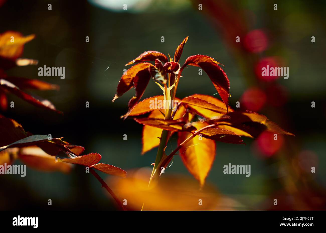 Giovani foglie di rosa illuminate dai raggi del sole del mattino con sfondo blu Foto Stock