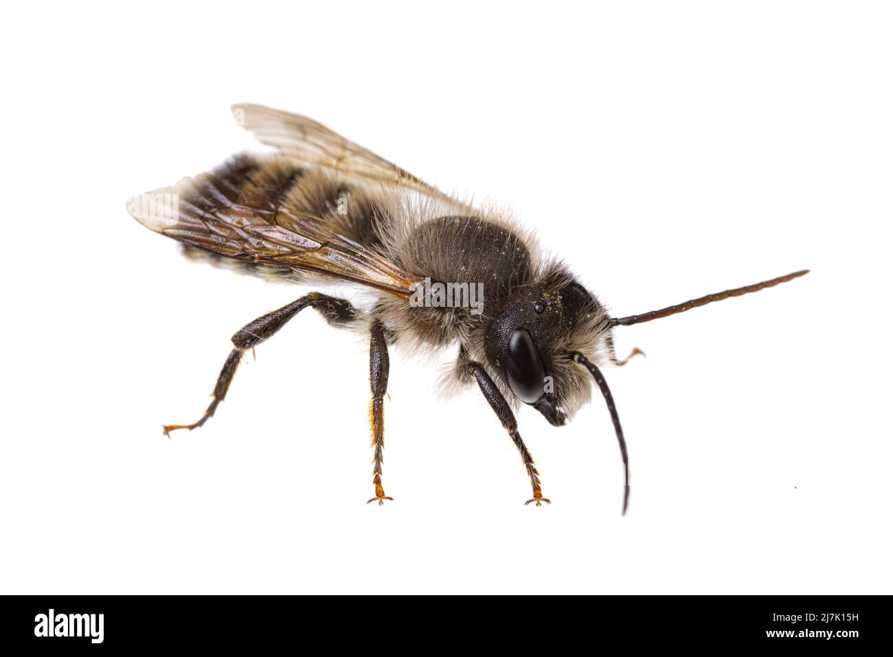Insetti d'europa - api: Vista laterale del maschio Osmia bicornis rosso Mason ape (tedesco Rote Mauerbiene) isolato su sfondo bianco Foto Stock