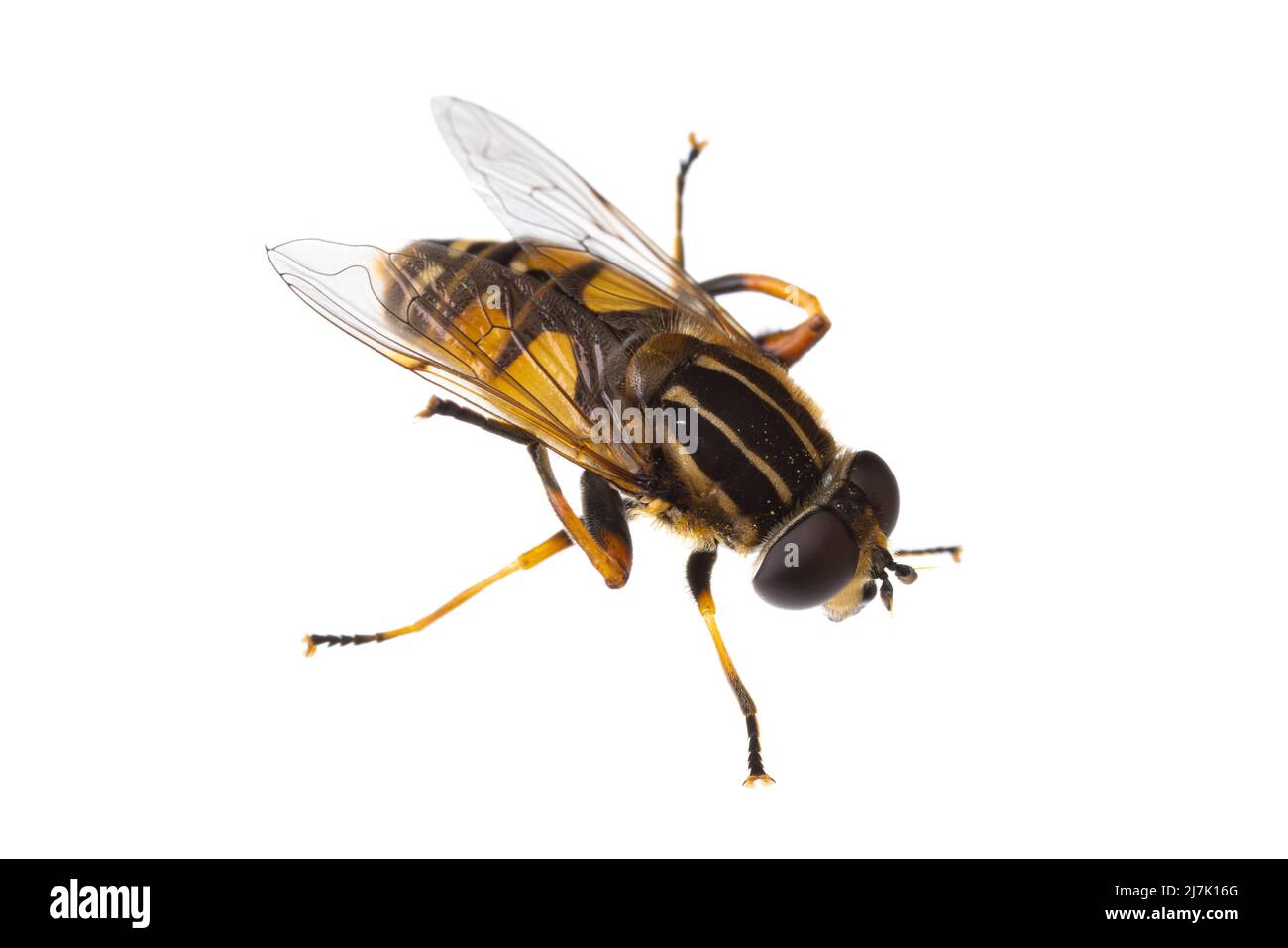 Insetti d'europa - mosche: Macro di hoverfly pendolo di Helope ( pfschwebfliege dangling amante della palude hoverfly tedesco Gemeine Sumpfschwebfliege ) isolato su bianco Foto Stock