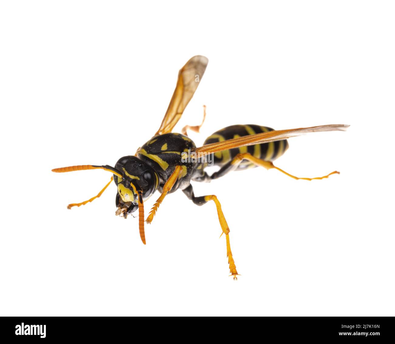 Insetti d'europa - vespe: Macro di carta europea vespe ( Polistes dominula) isolato su sfondo bianco - diagonale vista Foto Stock