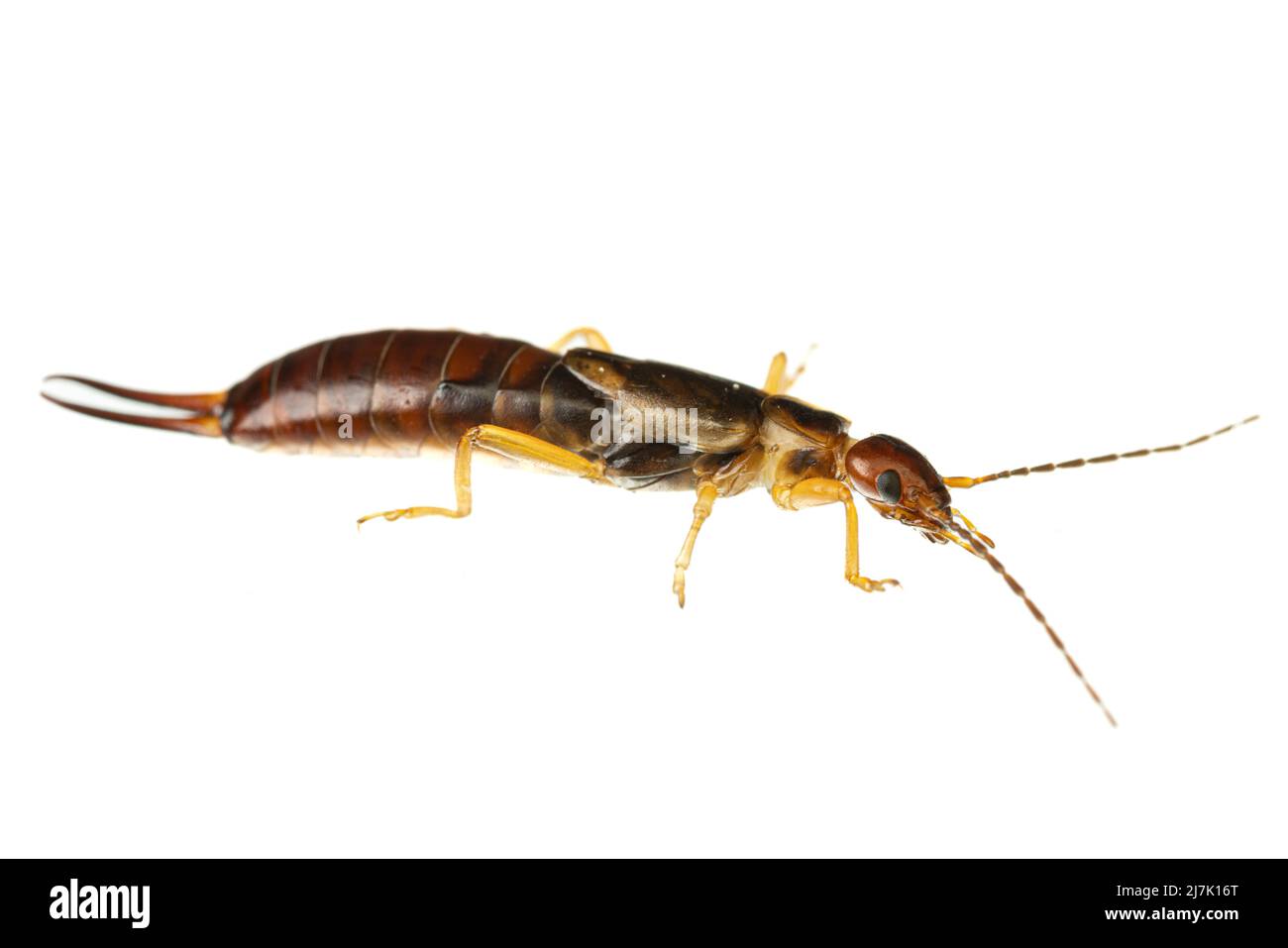 Insetti d'europa: Macro di comuni orecchini ( Forficula auricularia tedesca Gemeiner Ohrwurm ) isolato su sfondo bianco - vista laterale Foto Stock