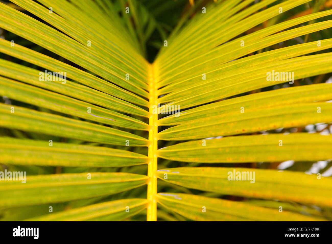 Primo piano con foglie di palma, Repubblica Dominicana, spiaggia soleggiata, palme, sulla costa Foto Stock