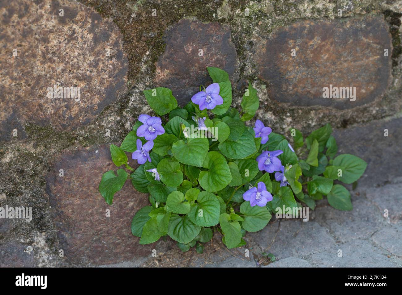 Hain-Veilchen, Hainveilchen, Veilchen, in den Fugen einer Steinmauer, Viola riviniana, Violet del legno, viola comune del cane, viola del cane, viola di legno, cane vi Foto Stock