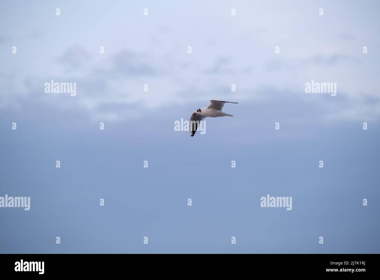 Seagull volare in cielo nuvoloso Foto Stock