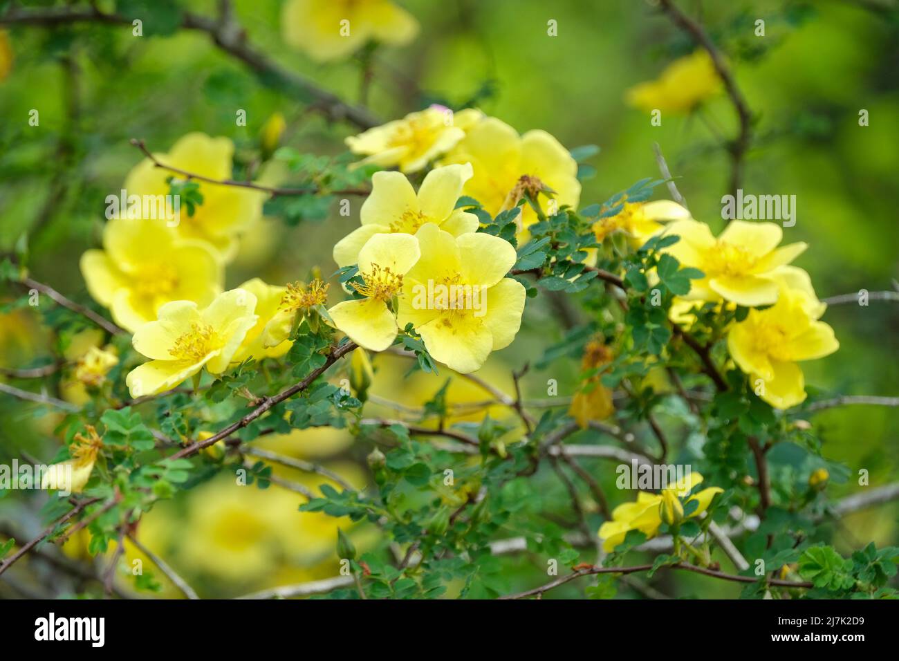Rosa xantina 'Canary Bird'. Rosa 'Canary Bird', Rosaecae 'Canary Bird'. Singolo, rosa gialla. Foto Stock