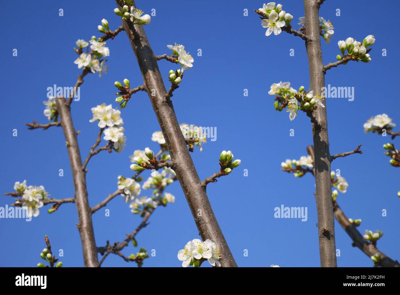 Ciliegio in fiore, in un giardino, Szigetalom, Isola di Csepel, Ungheria Foto Stock