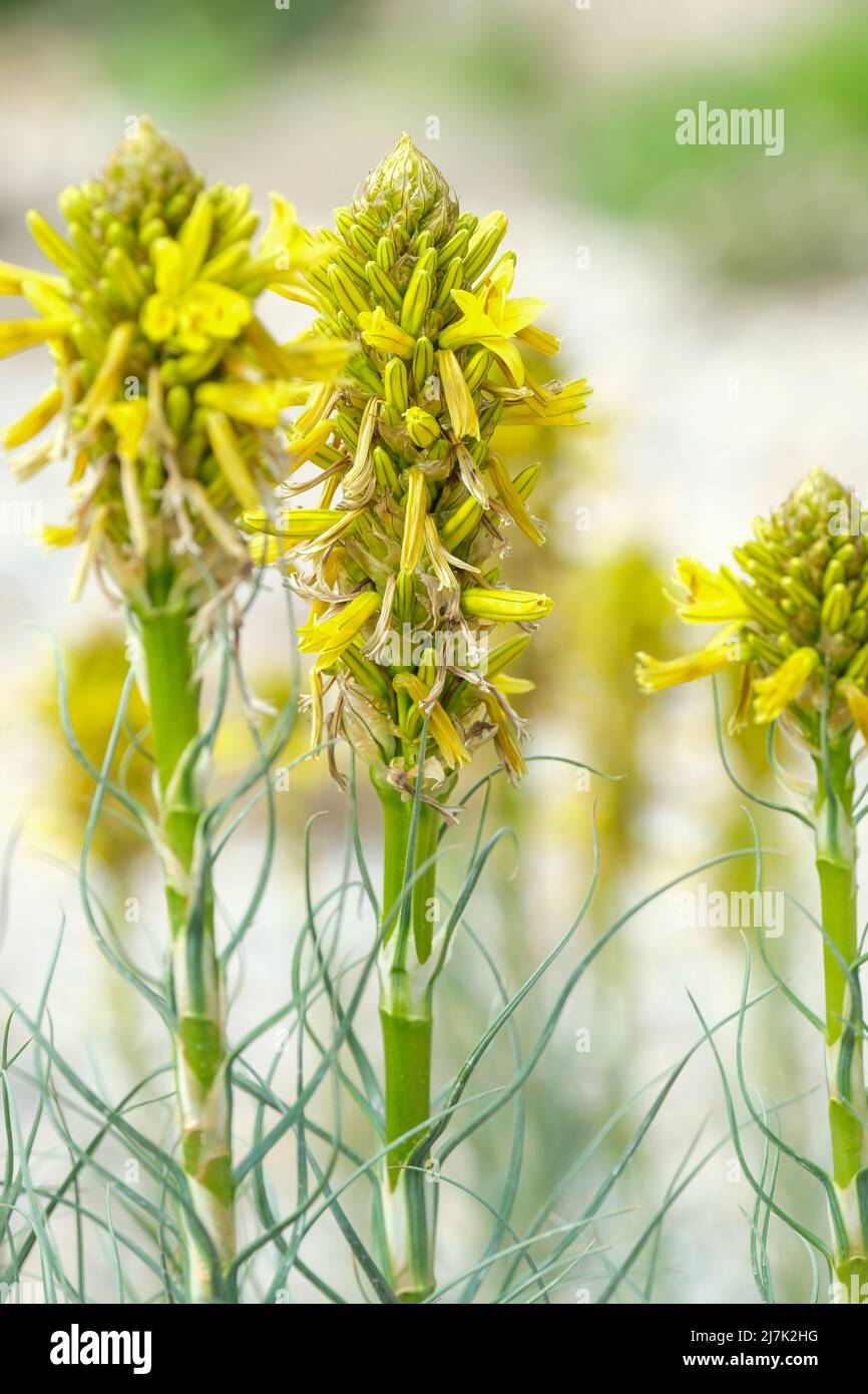 Asphodeline lutea, asfodel, fiore dei morti, verga di Giacobbe, lancia del re, asfodel giallo, Asphodeline flava, Asphodelus luteus. spi a fiore giallo Foto Stock