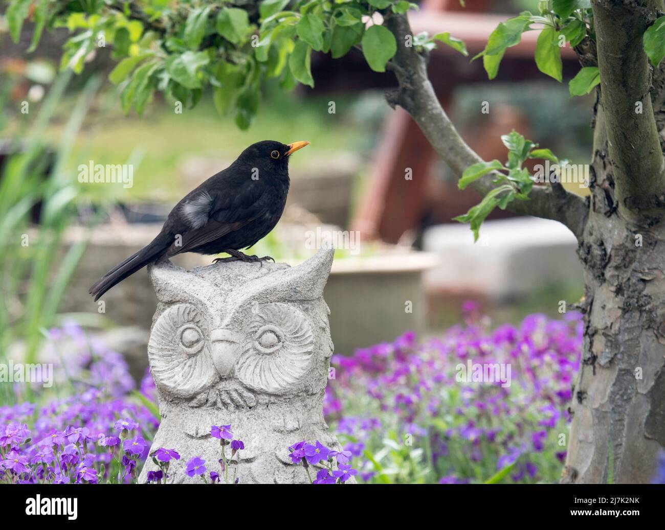 Comune uccello nero (Turdus merula) seduto su una scultura gufo all'interno di un giardino domestico, Inghilterra, Regno Unito Foto Stock