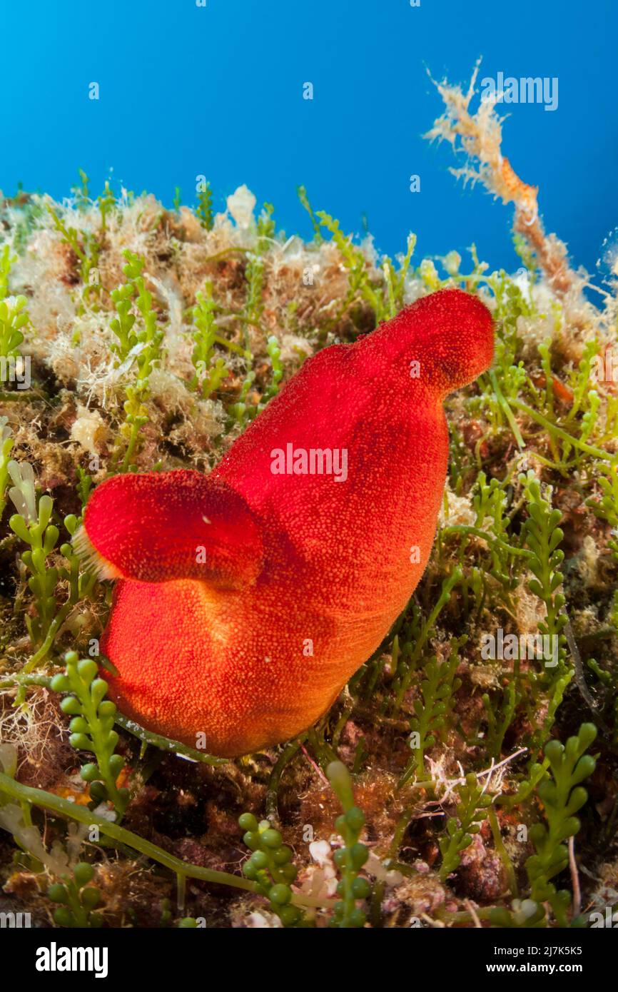 Tunicato rosso, Halocynthia papillosa, Isola di Vis, Mar Mediterraneo, Croazia Foto Stock