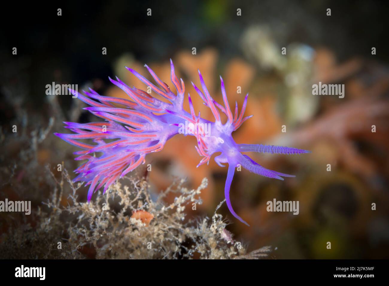 Flabellina rosa, Flabellina affinis, Isola di Vis, Mar Mediterraneo, Croazia Foto Stock