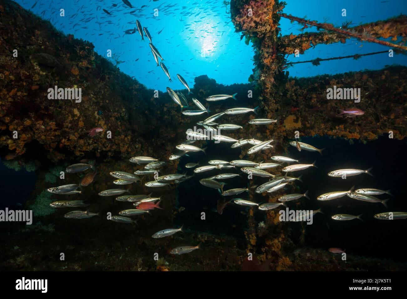 Relitto Vassilios T, Isola di Vis, Mar Mediterraneo, Croazia Foto Stock
