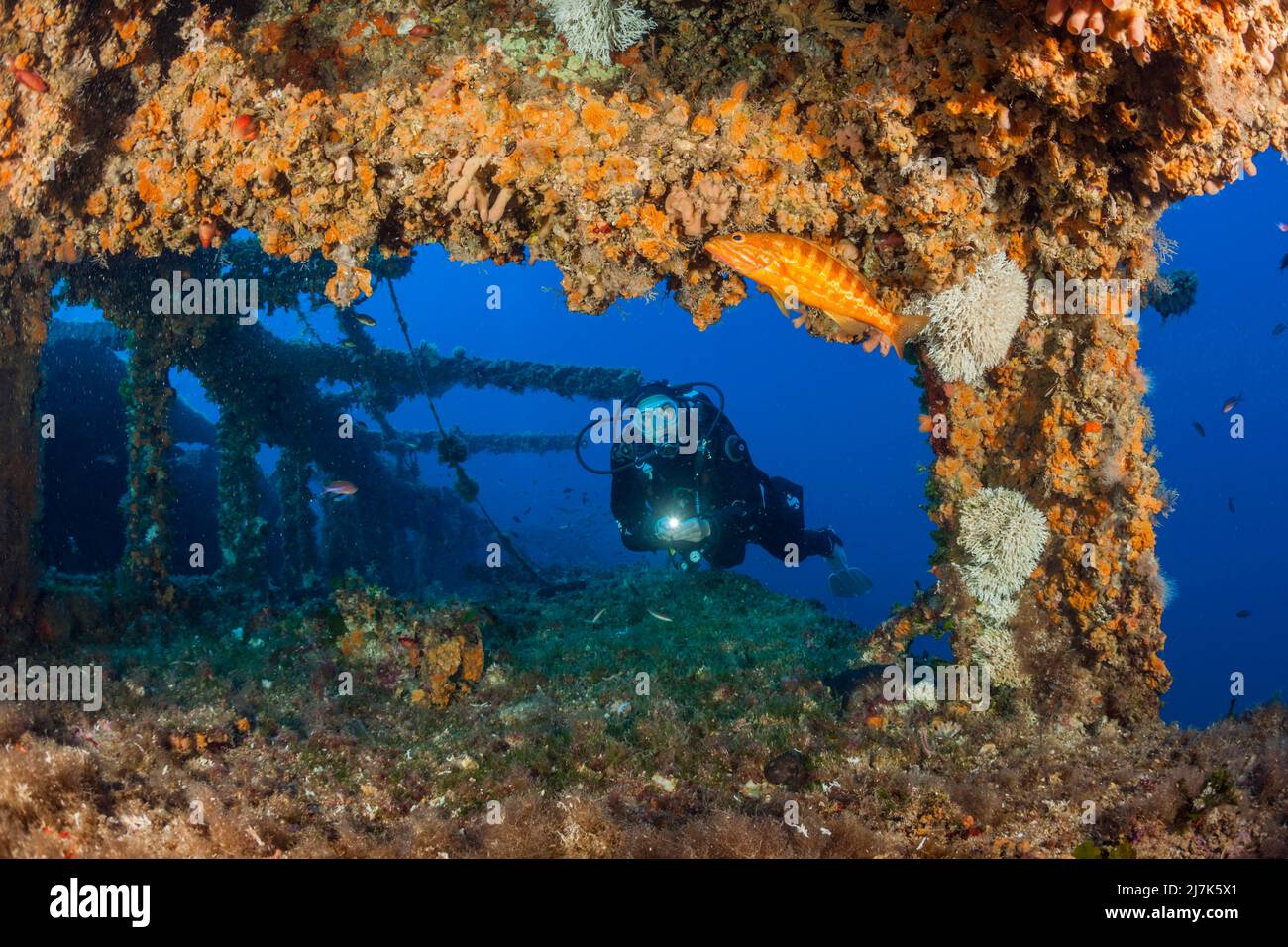 Subacqueo a Vassilios Wreck, Isola di Vis, Mar Mediterraneo, Croazia Foto Stock