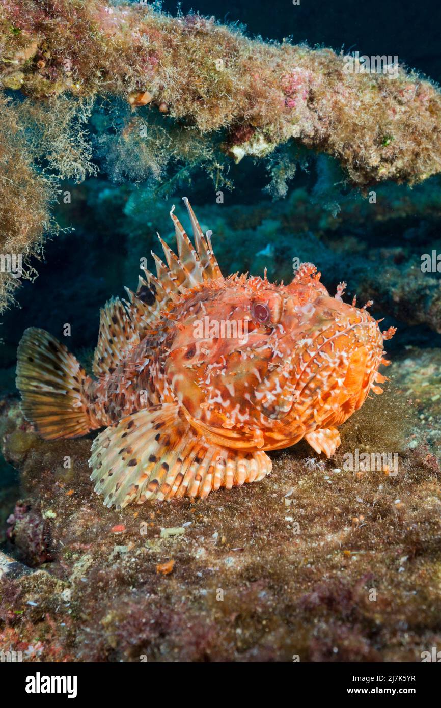 Scorpionfish rosso a Teti Wreck, Scorpaena scrofa, Isola di Vis, Mar Mediterraneo, Croazia Foto Stock