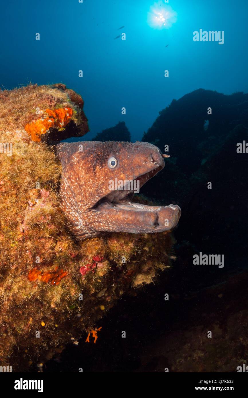 Moray marrone a Teti Wreck, Gymnothorax unicolor, Isola di Vis, Mar Mediterraneo, Croazia Foto Stock