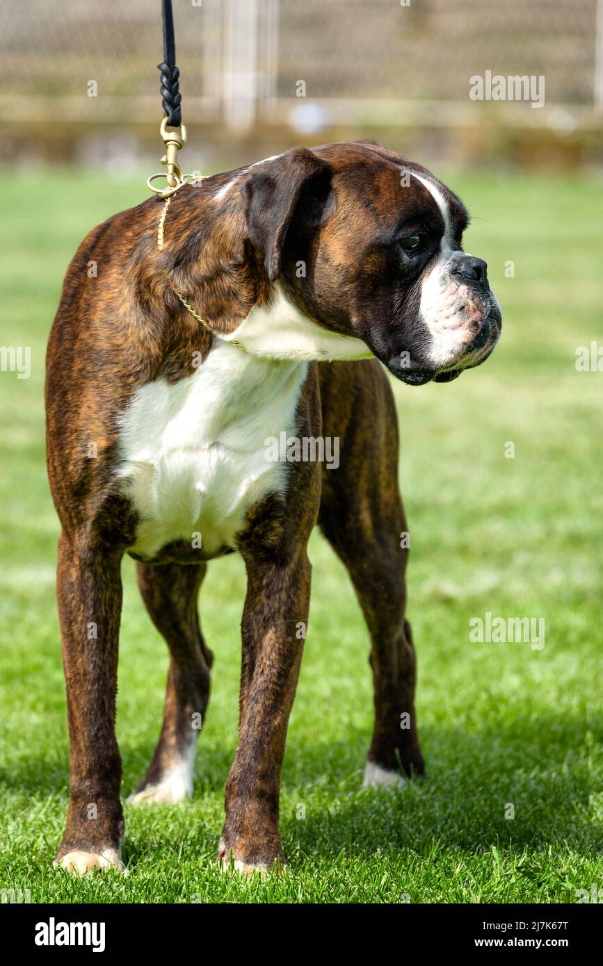 Tedesco Boxer cane allo spettacolo di cani Foto Stock
