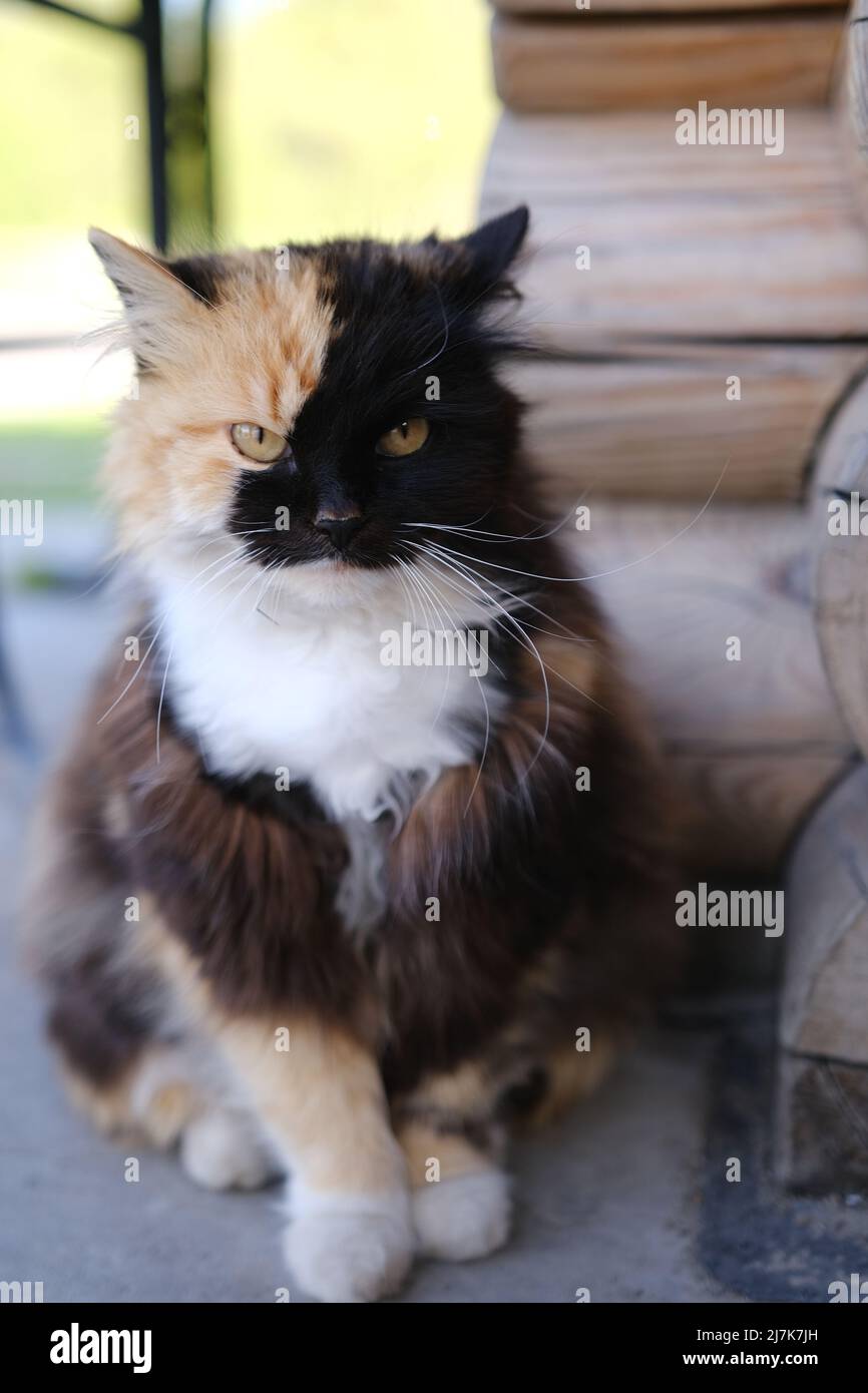 Adorabile gatto domestico a tre colori con capelli corti su sfondo bokeh verde Foto Stock