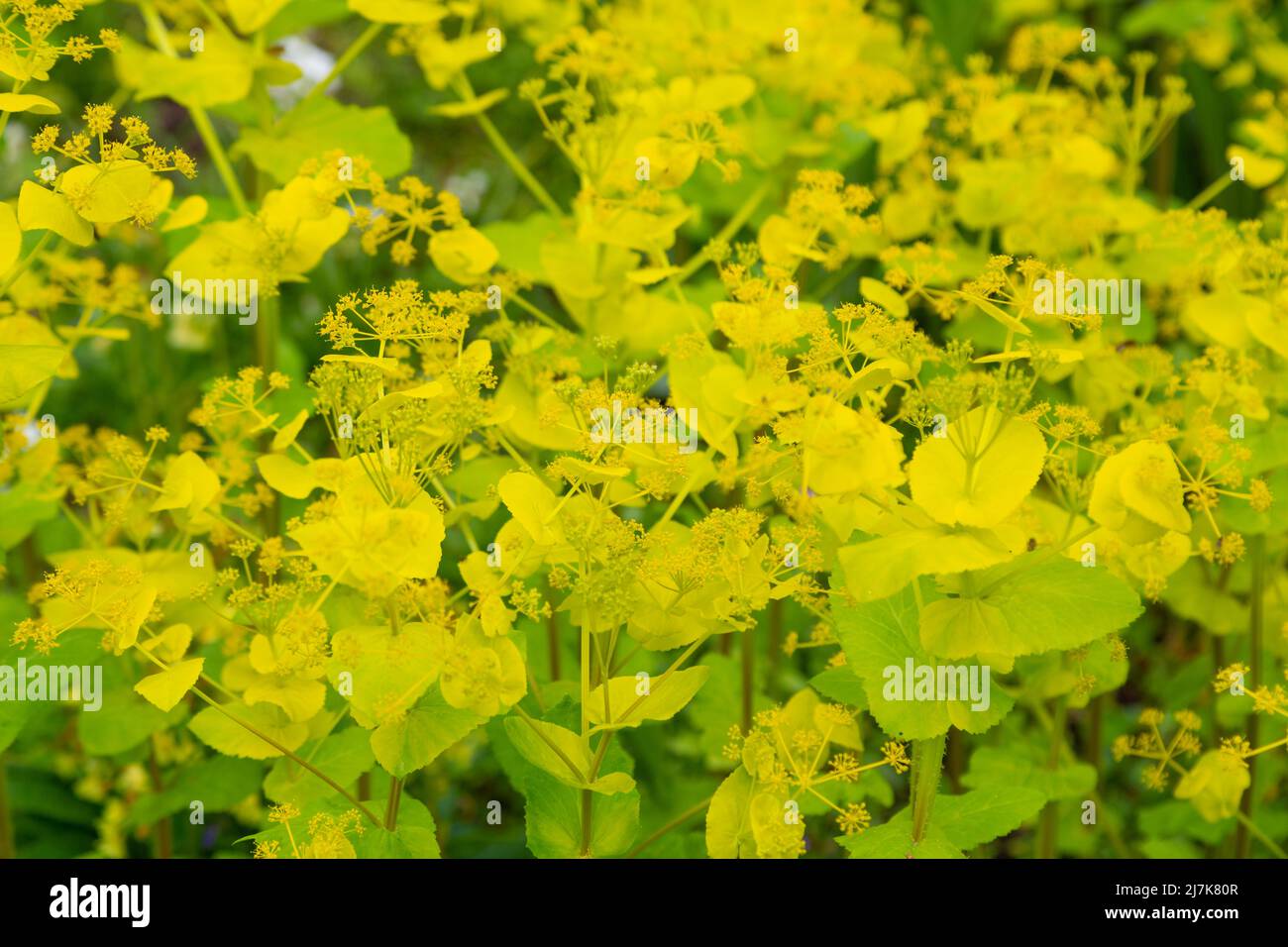 Smyrnium perfoliatum, perfoliate alexanders, giardino britannico Foto Stock