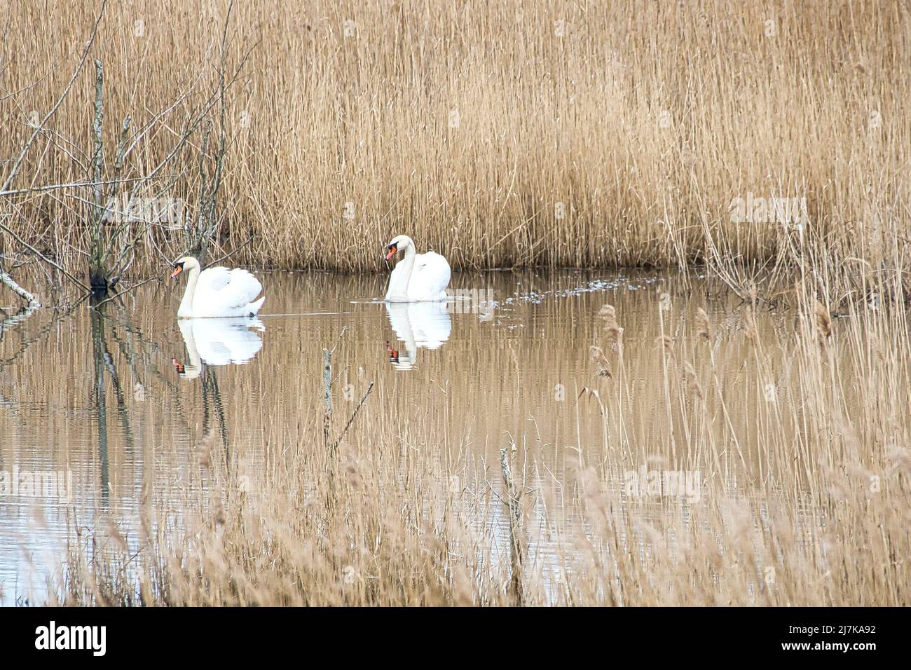 coppia di cigni nel parco naturale di darss. tempo di accoppiamento di uccelli. cigni muti con piumaggio bianco. foto animali nella natura Foto Stock