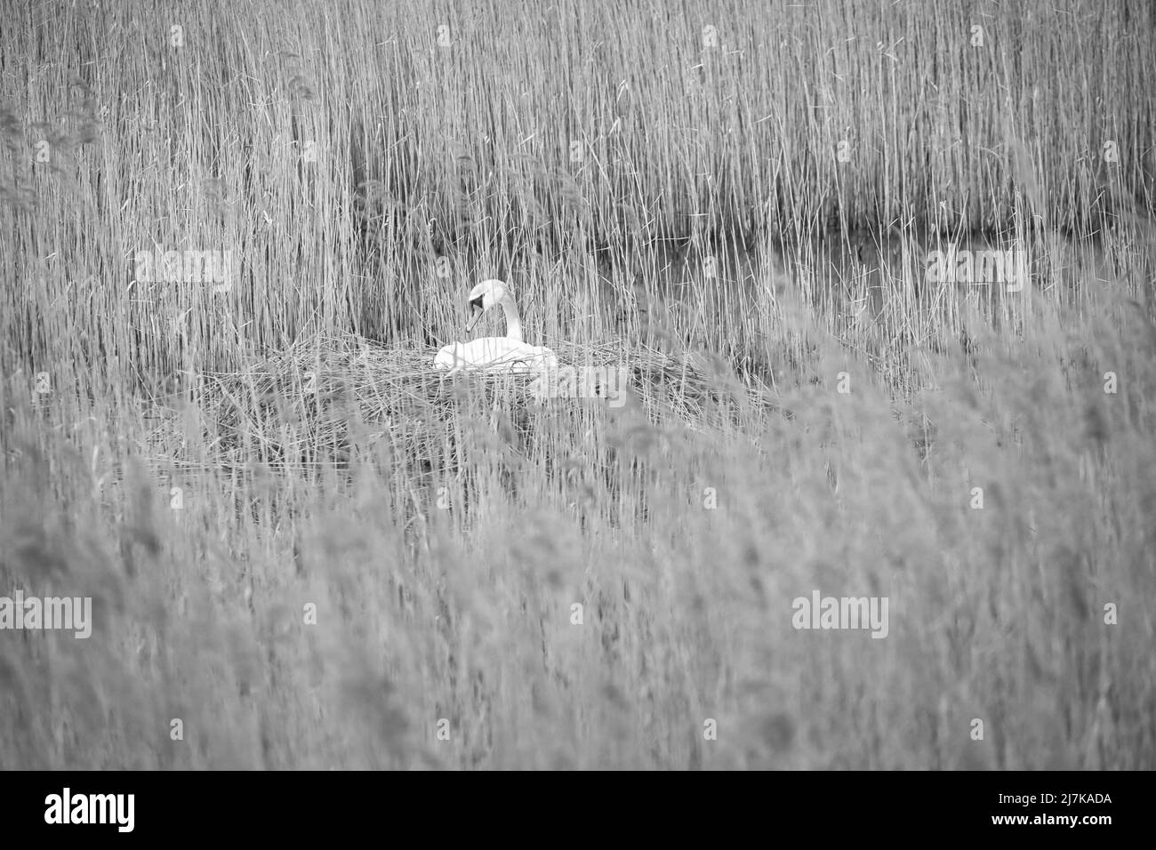 Mute cigno in bianco e nero, che si rifa su un nido nelle canne dei Darrs vicino Zingst. Animali selvatici in natura. Uccelli eleganti Foto Stock