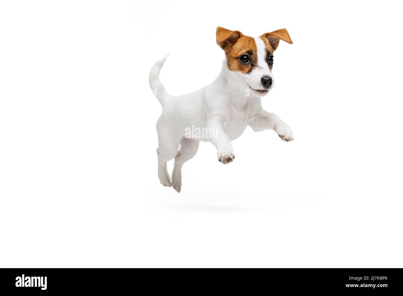 Ritratto di simpatico cucciolo giocoso di Jack Russell Terrier in movimento, saltando isolato su sfondo bianco studio Foto Stock