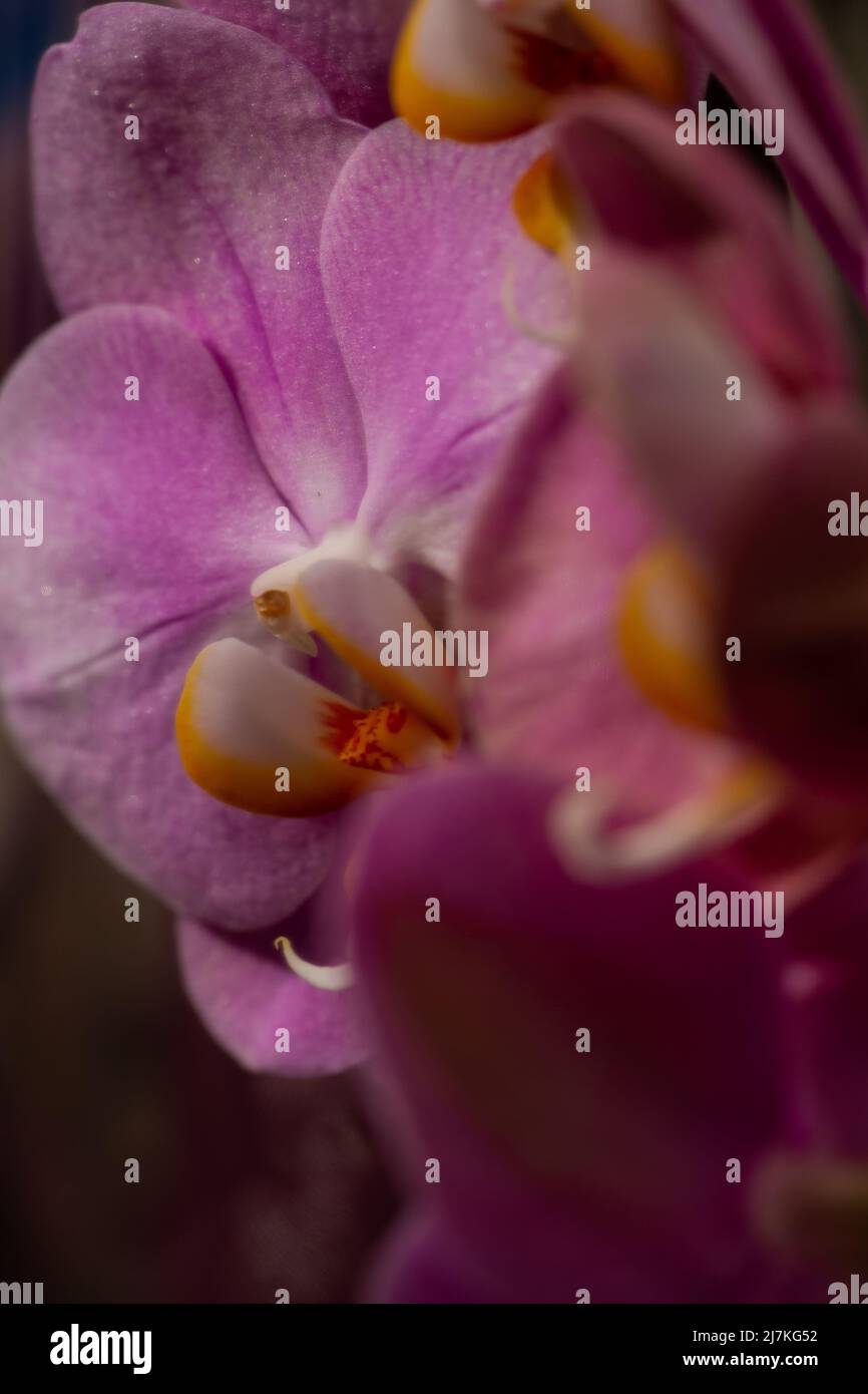 Fiore viola orchidea phalaenopsis, phalaenopsis o falah su sfondo bianco. Fiore di phalaenopsis viola. Conosciuto come orchidee farfalla. Focu selettivo Foto Stock