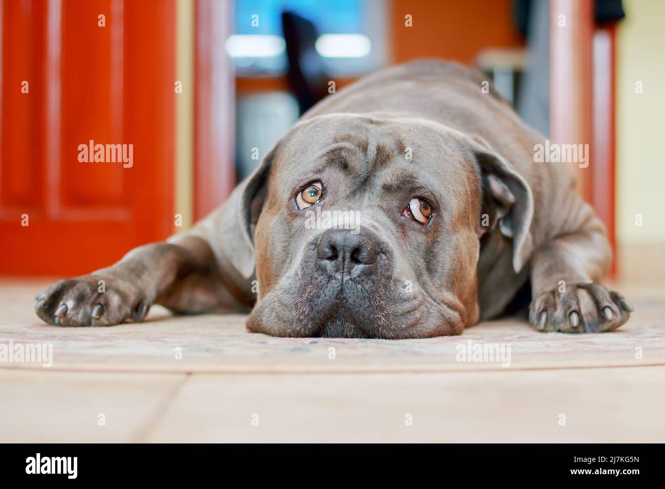 Sad cane corso cane steso sul tappeto in casa Foto Stock