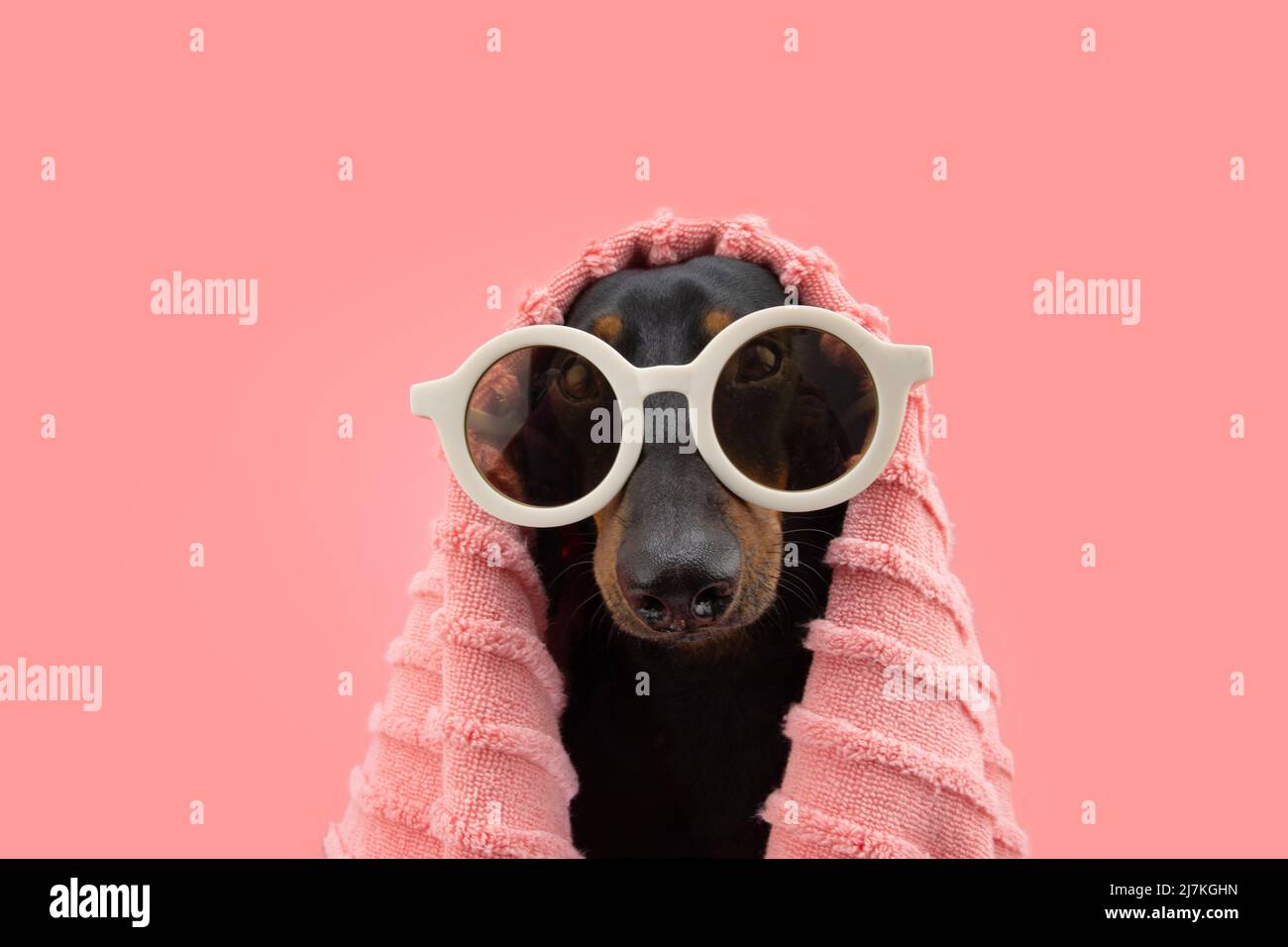 Ritratto cucciolo cane estate. Dachshung coperto con un asciugamano corallo. Isolato su sfondo pastello rosa Foto Stock