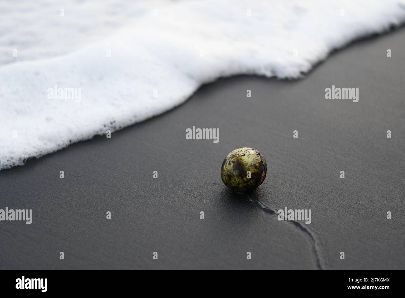 Il seme è di fronte all'onda Foto Stock
