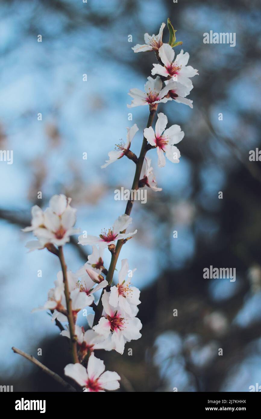 Fiore di ciliegio da un albero di mandorle Foto Stock