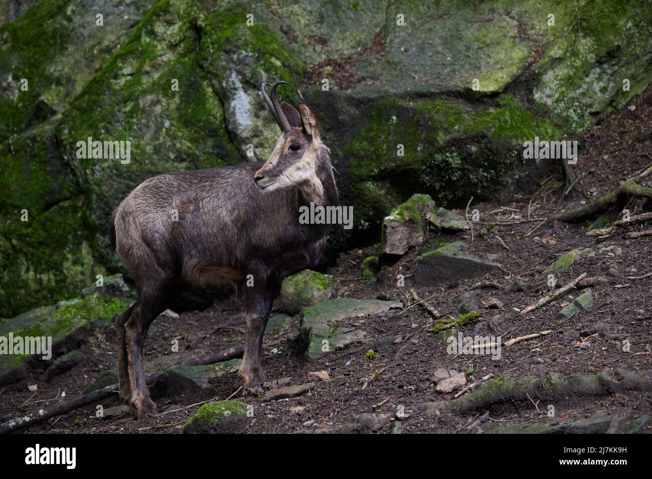 Camosci selvaggi in piedi su pietre di mosy e guardando lontano in giorno nella foresta Foto Stock