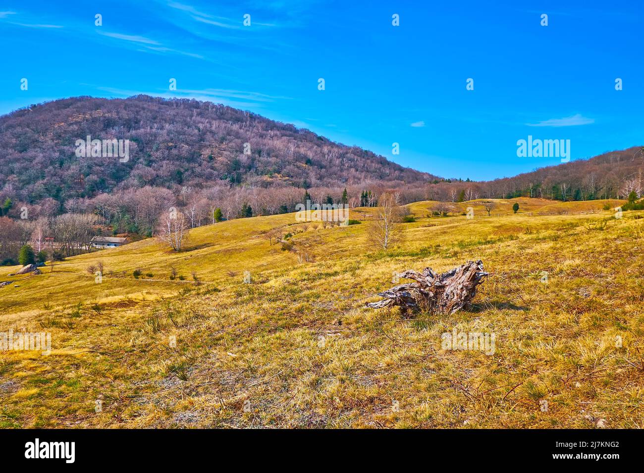 Il paesaggio primaverile secco del prato montano dell'Alpe Vicania con piccole erbe gialle, Vico Morcote, Svizzera Foto Stock