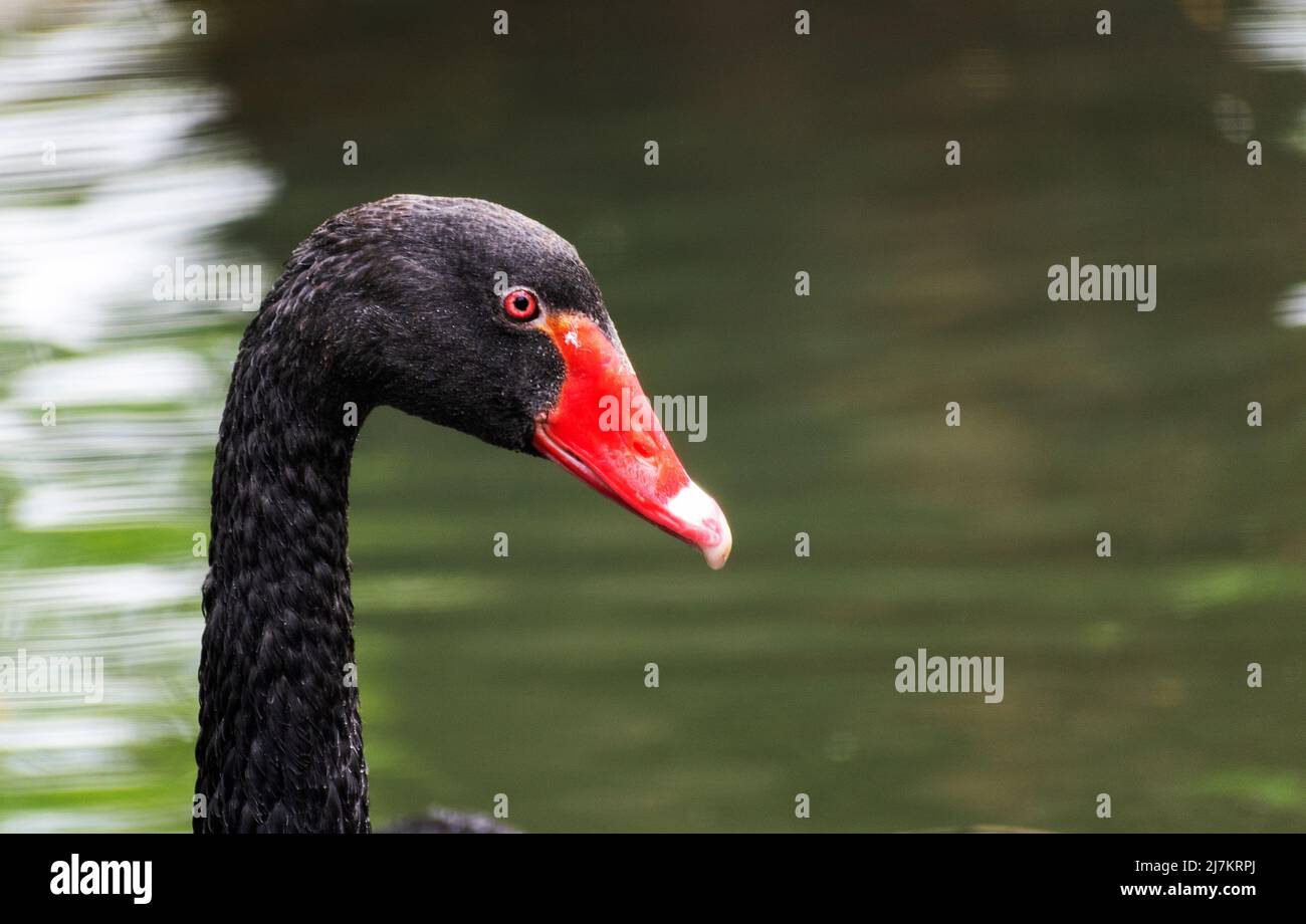 Testa di cigno nero Foto Stock