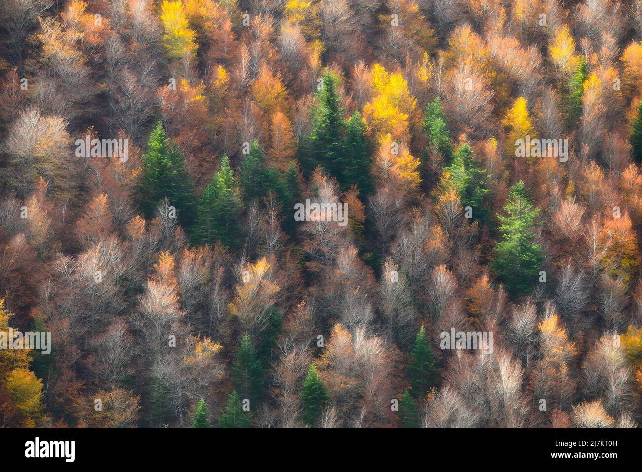 Da sopra piena cornice di alberi alti e lussureggianti con vegetazione colorata che cresce in fitti boschi il giorno d'autunno in natura Foto Stock