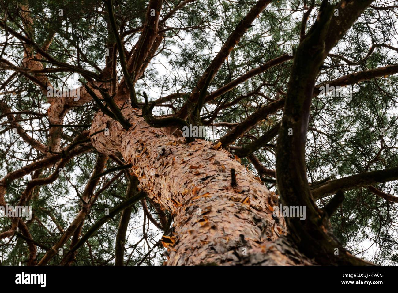 Cerca su - pino albero Foto Stock