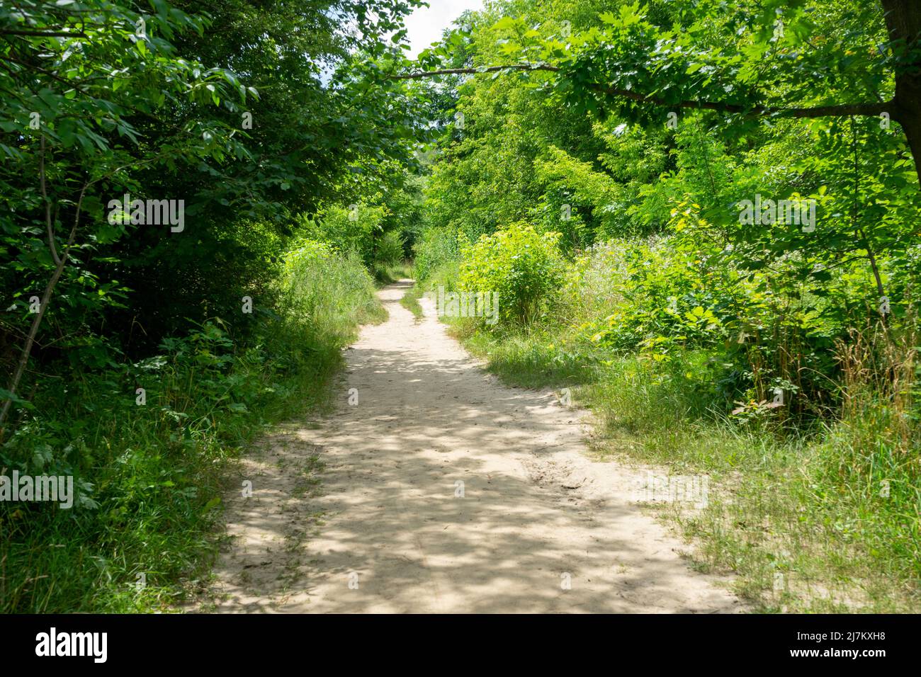ampio percorso tra cespugli verdi e arbusti. Foto Stock