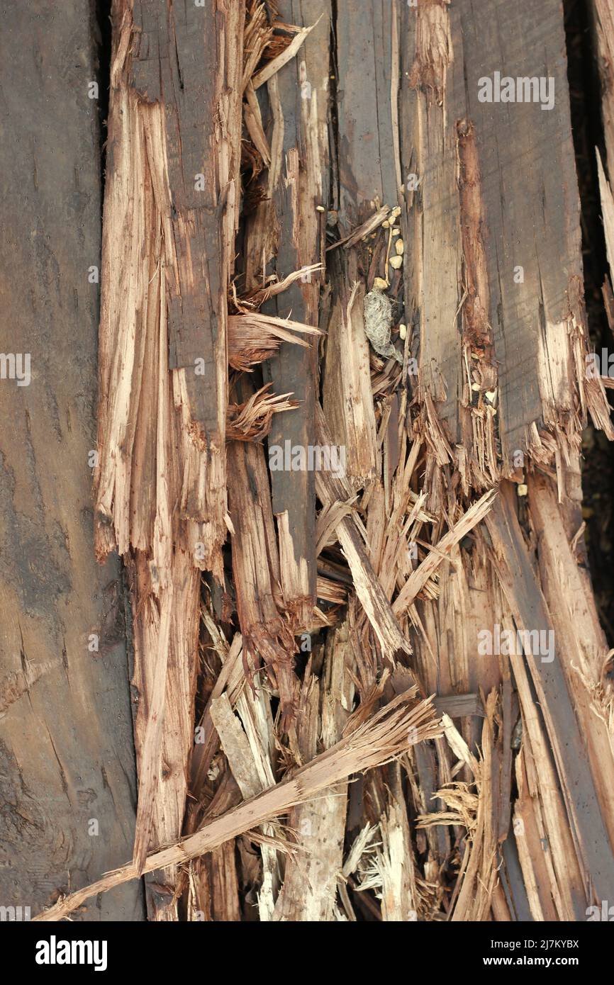 Enorme asse di legno schiacciato in molti schegge. Foto Stock