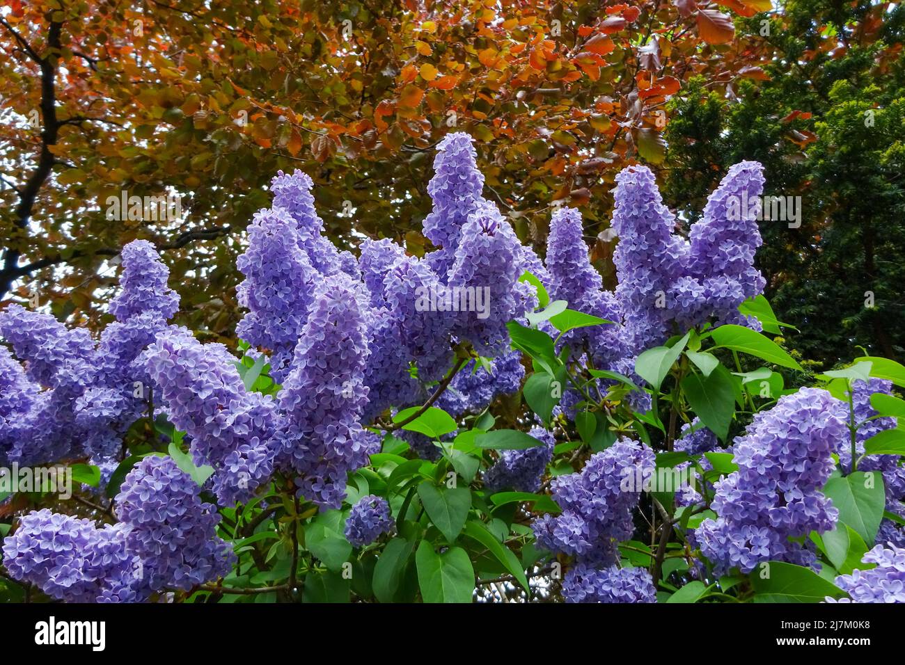 Fiori di lilla viola chiaro, in un giardino suburbano nel Regno Unito. Foto Stock