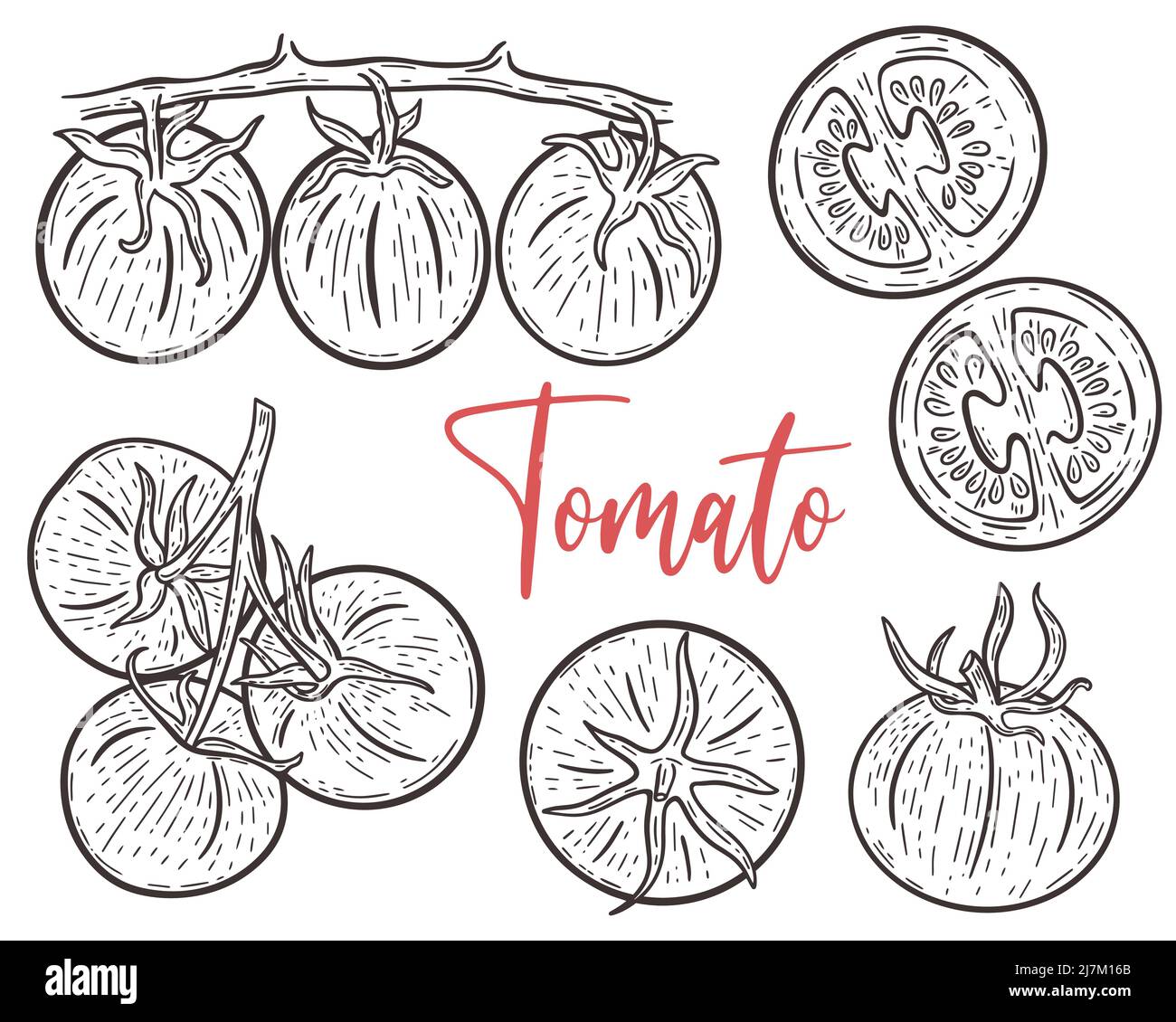 Pomodori Set da incisione a mano. Pomodori su ramo, intero e parti schizzo collezione. Immagine vintage dell'illustrazione vettoriale delle verdure Illustrazione Vettoriale