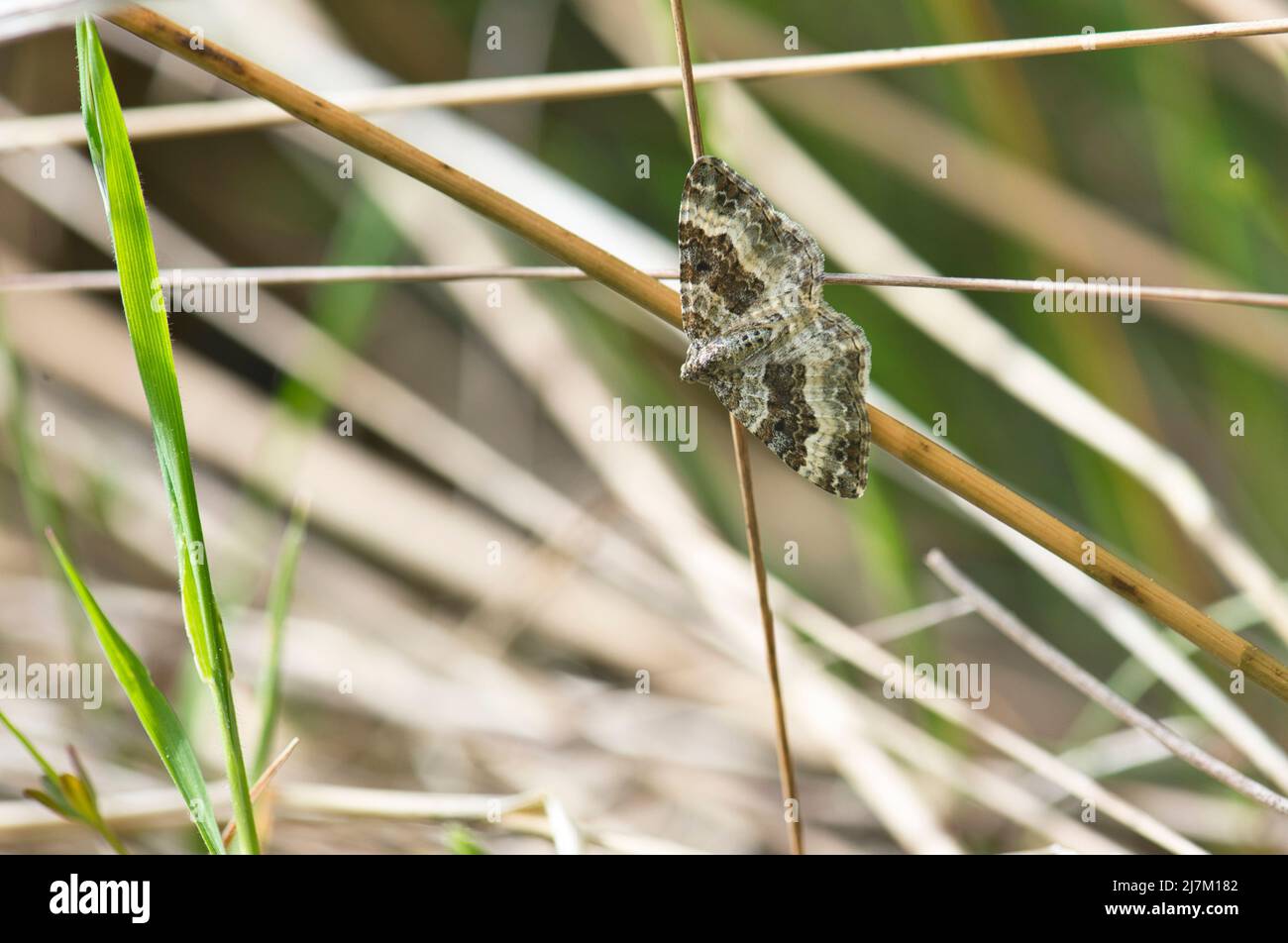 Tappeto comune (Epirrhoe alternata), un comune giorno-volare falena Foto Stock