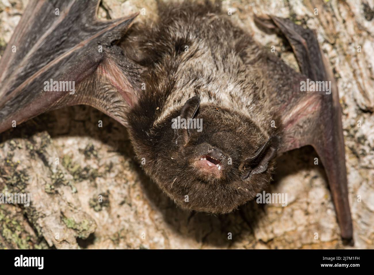 Bat con capelli d'argento - Lasionycteris nativagans Foto Stock