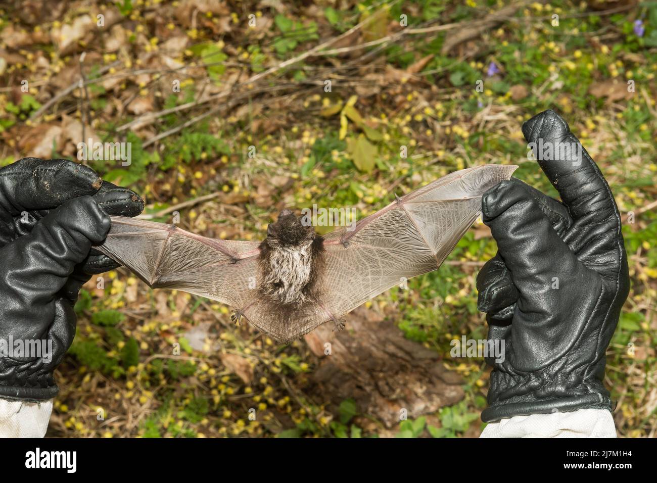 Un responsabile del controllo degli animali che ispeziona un pipistrello dai capelli d'argento per verificare la presenza di lesioni Foto Stock